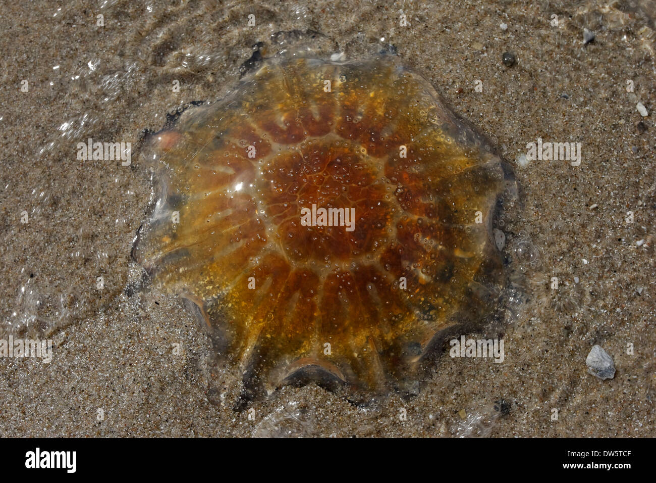 Sea nettle (Cyanea capillata) on the beach, Kattegat Rørvig Zealand Denmark Stock Photo