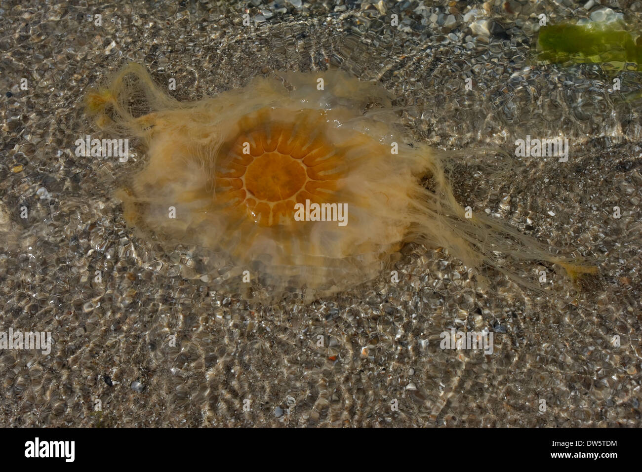 Sea nettle (Cyanea capillata) on the beach, Kattegat Rørvig Zealand Denmark Stock Photo