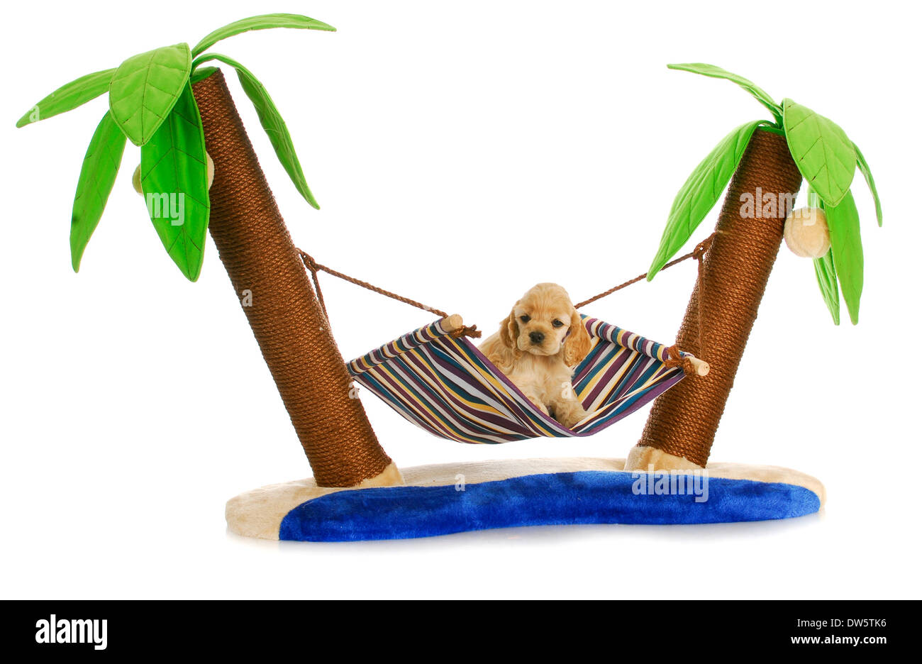 puppy relaxing - american cocker spaniel puppy laying in a hammock between two palm trees - 6 weeks old Stock Photo