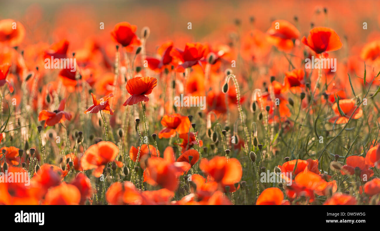 Wild Red poppies on a beautiful summers day, Dorset, England. Summer (July) 2013. Stock Photo