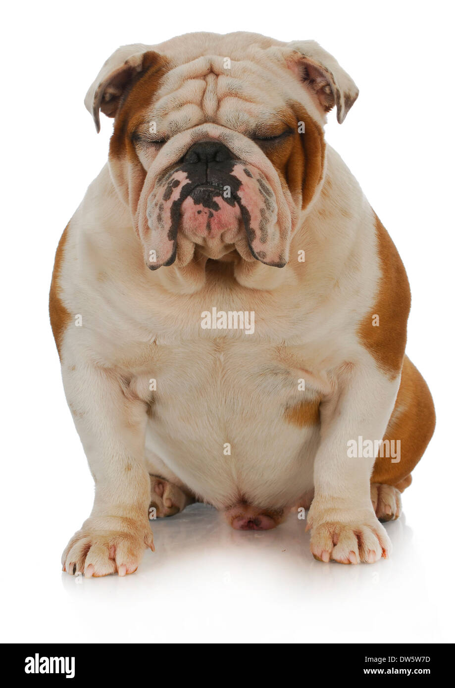 english bulldog sitting with eyes closed on white background - 2 years old Stock Photo