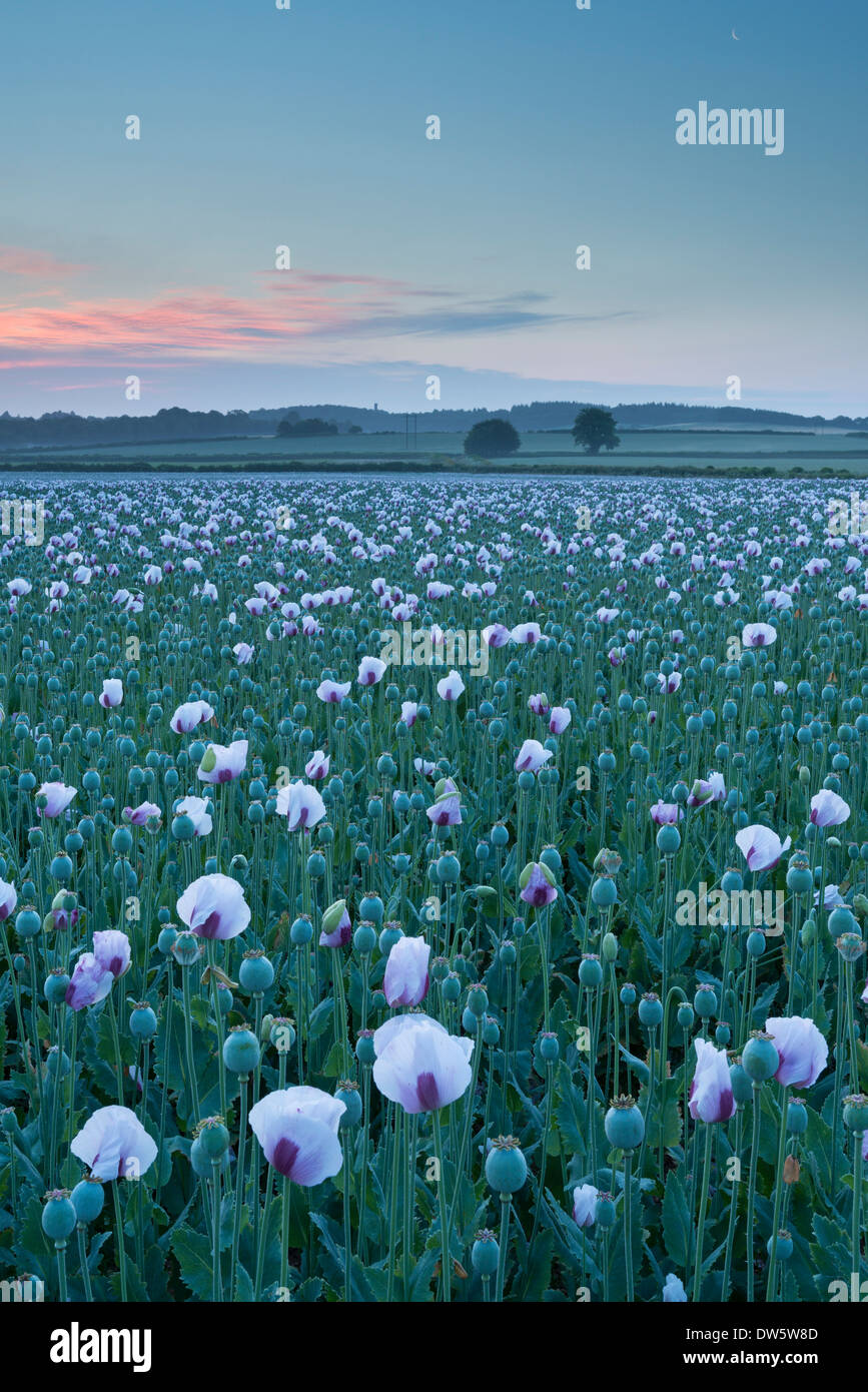 Opium Poppies growing in a Dorset field, England. Summer (July) 2013. Stock Photo