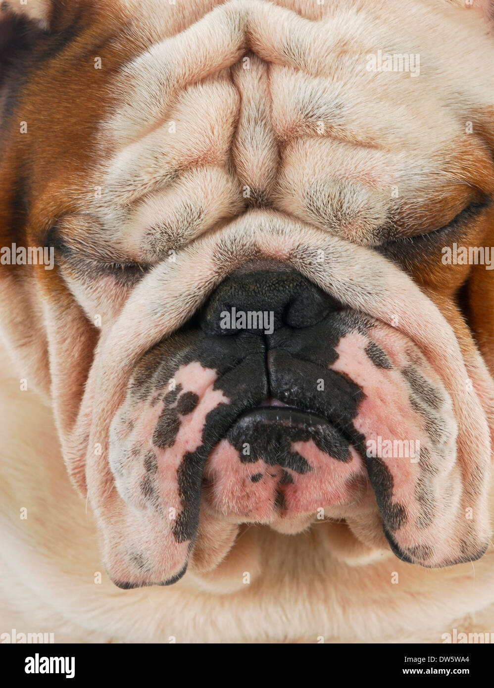 ugly dog - wrinkled english bulldog face with sour looking expression Stock Photo