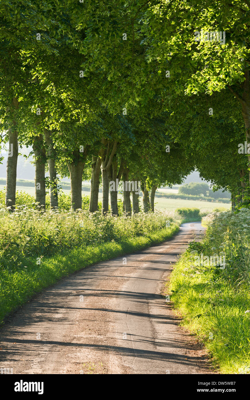 Tree lined country lane, Dorset, England. Summer (July) 2013. Stock Photo