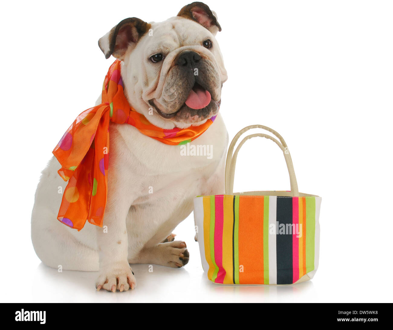 English bulldog scarf Clearance