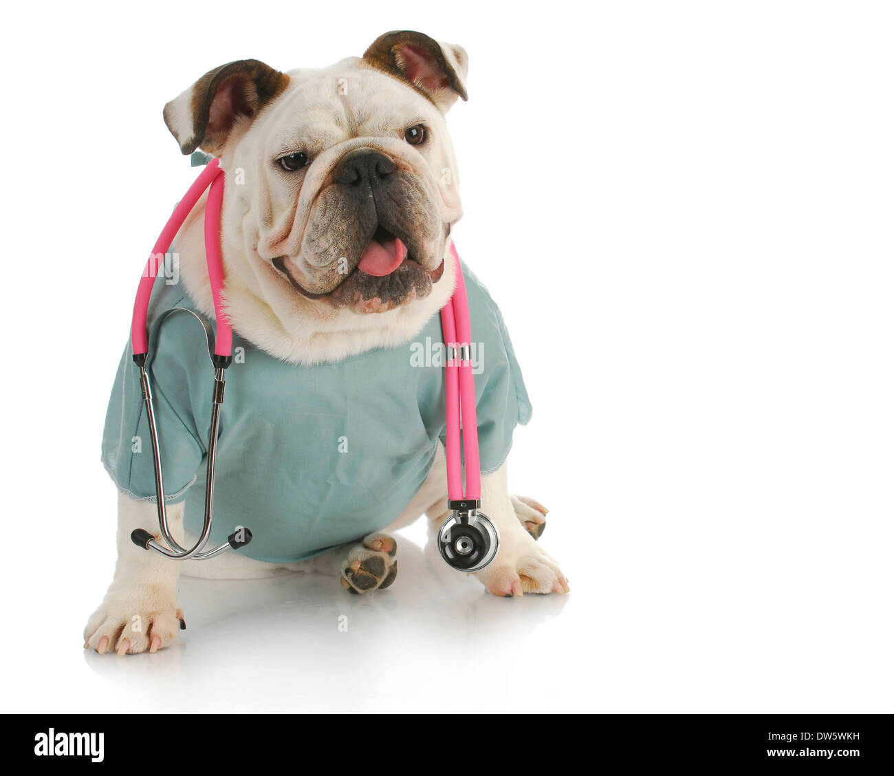veterinary care- english bulldog doctor with stethoscope Stock Photo