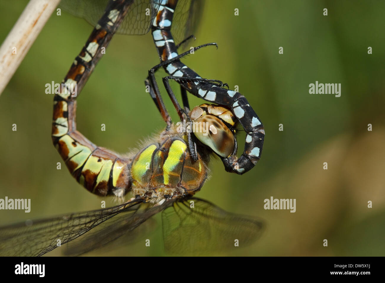 Migrant Hawker (Aeshna mixta), male and female mating Stock Photo