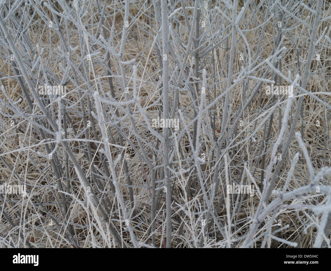 frozen alder bugthorn shrub in a bog Stock Photo