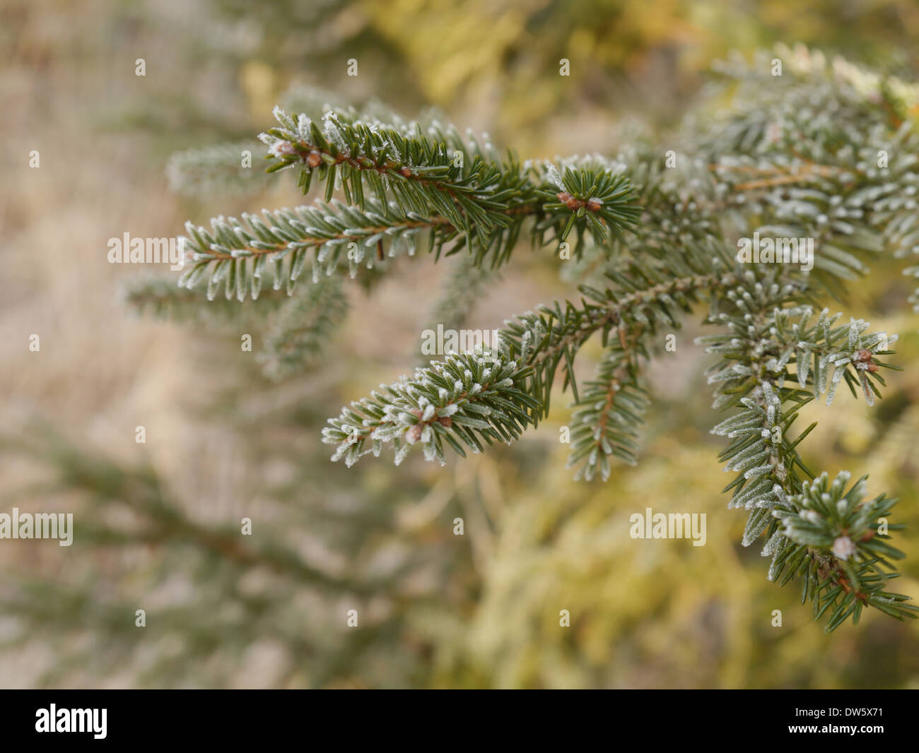 White frosted spruce fir branch Stock Photo