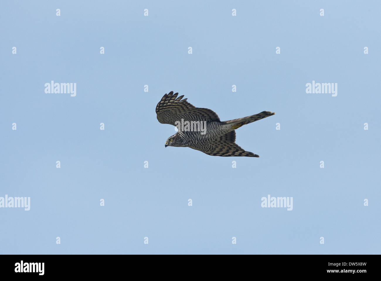 Sparrowhawk (Accipiter nisus) in flight, juvenile, 1 cy Stock Photo