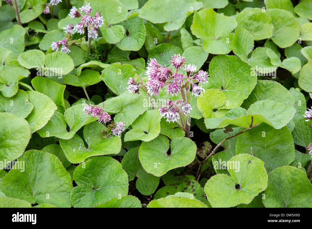 Winter Heliotrope Petasites fragrans covering a roadside bank in Somerset UK in January Stock Photo