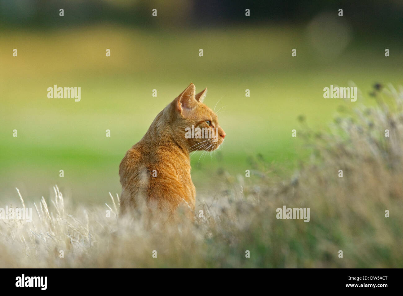 Red Domestic cat (Felis catus) sitting looking to the right Stock Photo