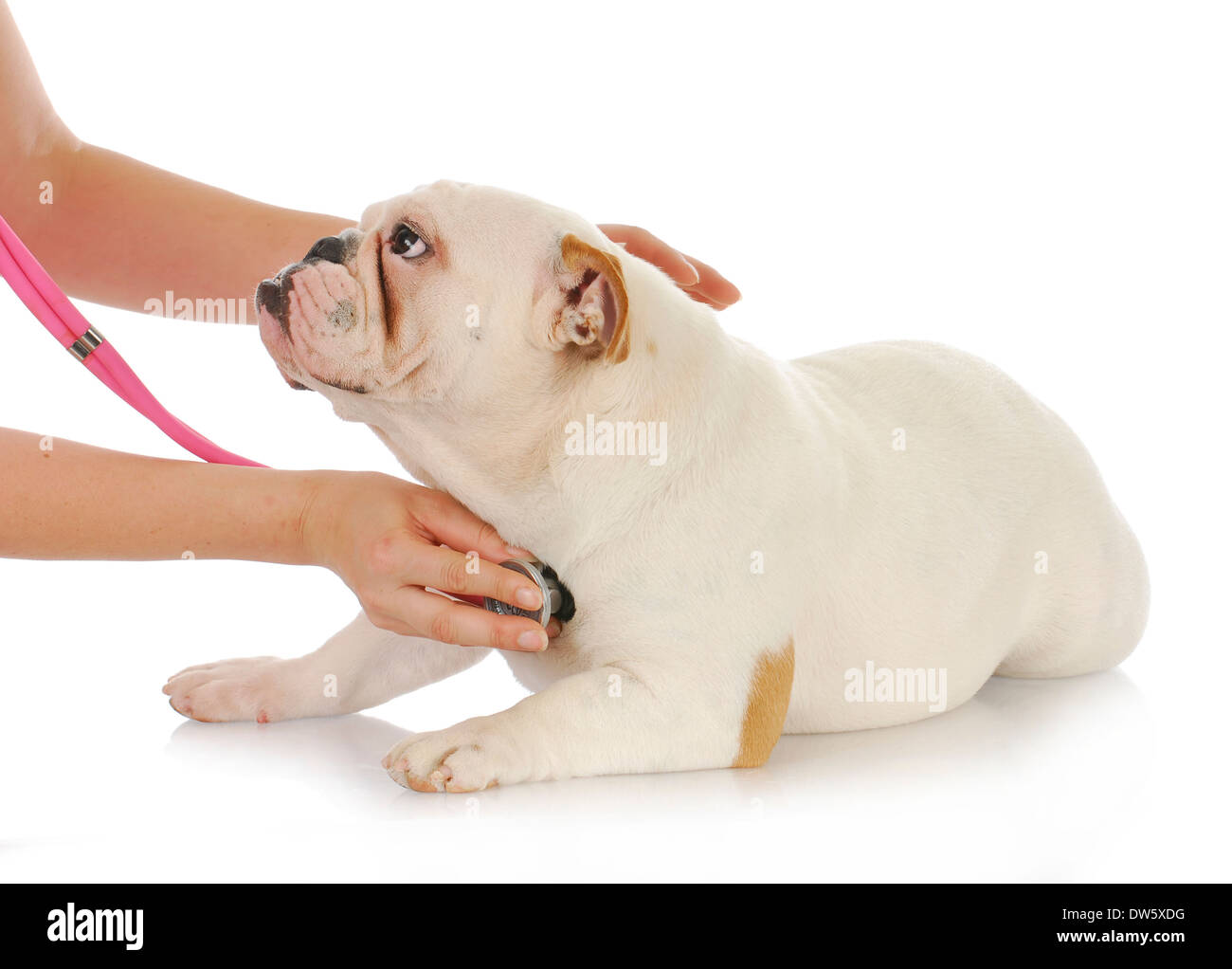 animal health english bulldog having heart examined by veterinarian