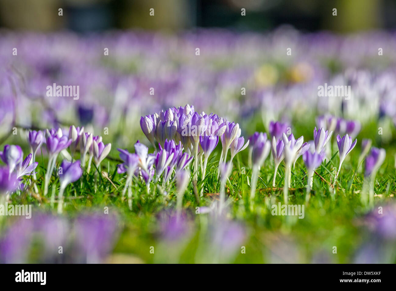 The small blue and purple flower of the Crocus Stock Photo