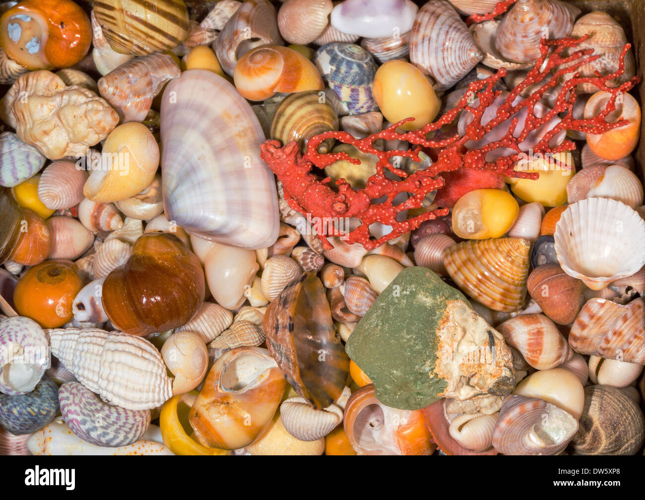 Colourful collection of small shells corals and stones Stock Photo