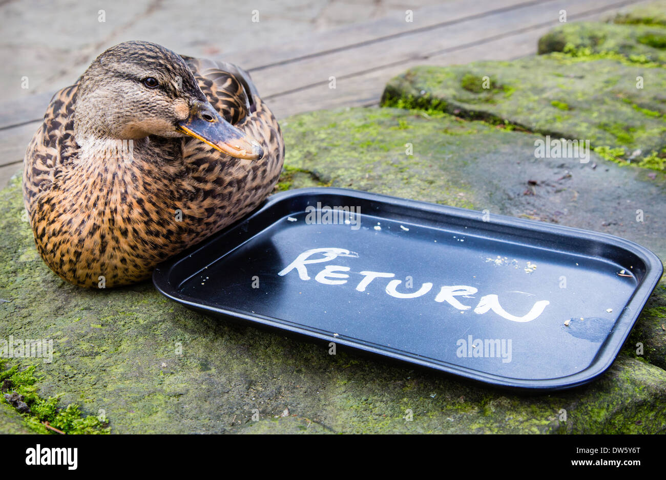Female Mallard duck sitting by an empty tray at a riverside cafe hoping ...