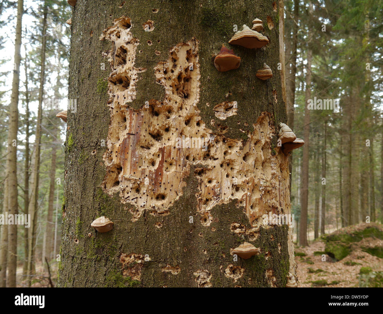 old beech trunk with many tinder fungus and woodpecker holes Stock Photo
