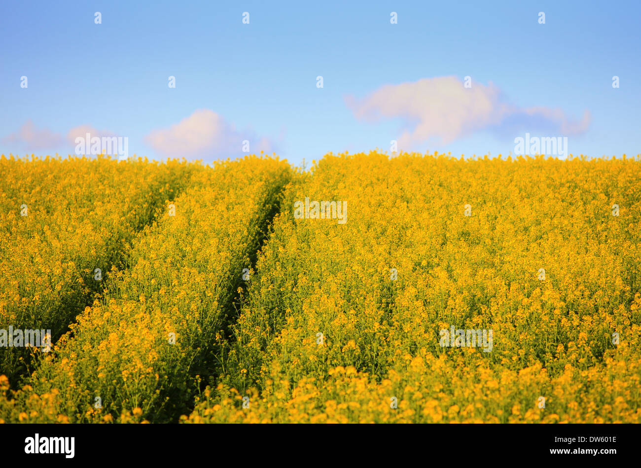 Summer rape field Stock Photo - Alamy