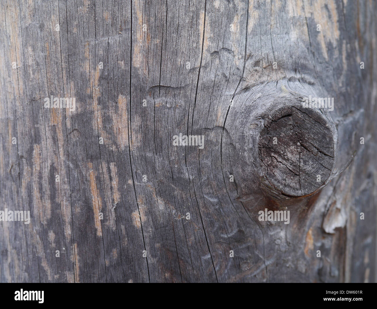 wooden background, old tree trunk with sawed knot Stock Photo