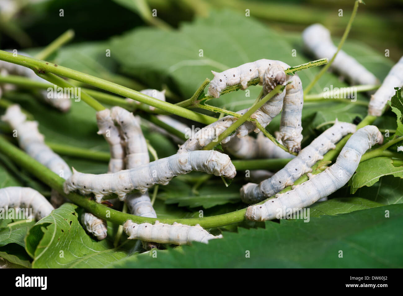 Close up Silkworm eating mulberry green leaf Stock Photo