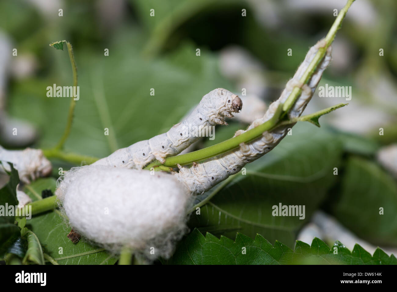 Close up Silkworm eating mulberry green leaf Stock Photo Alamy