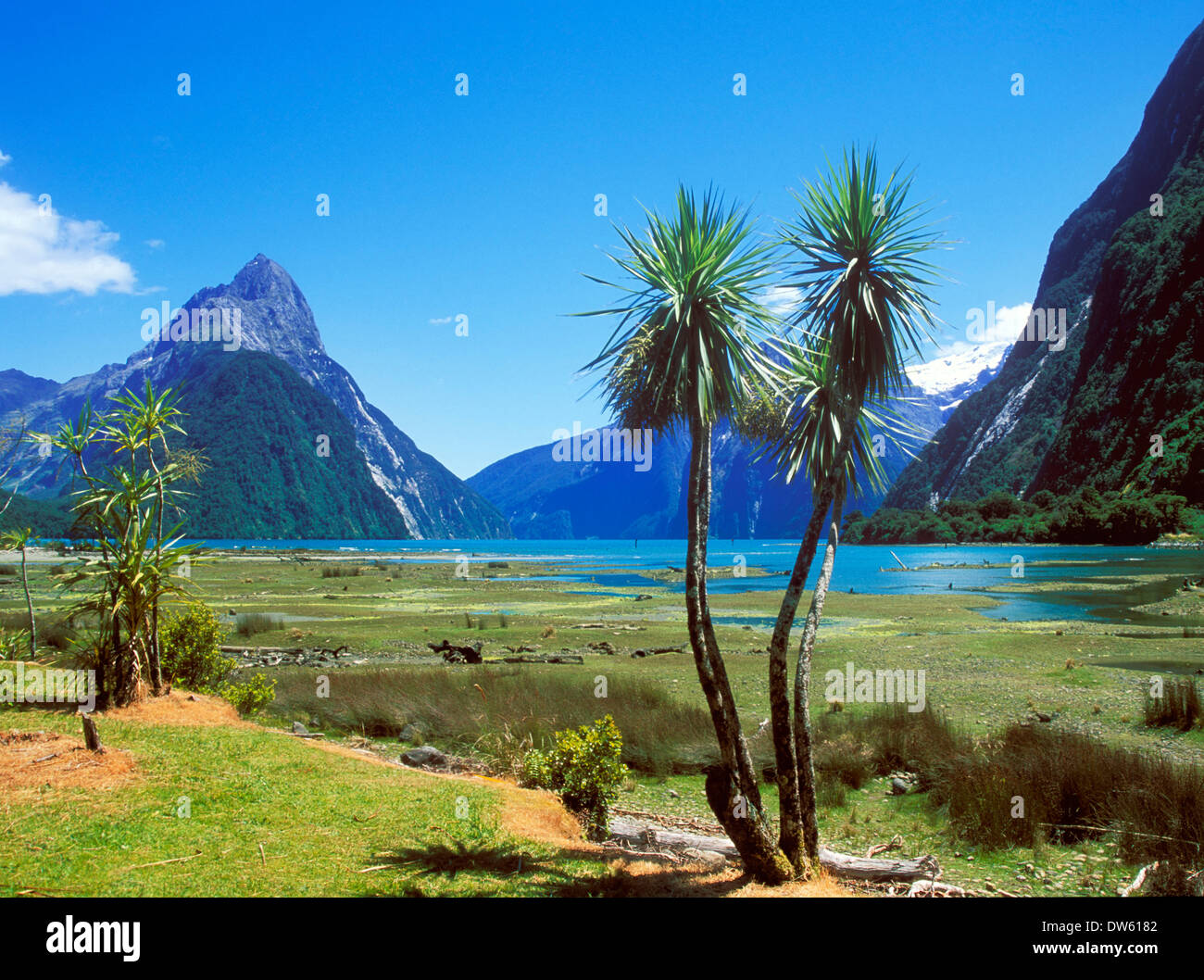 Palm trees in Milford sound with Mitre peak South Island New Zealand