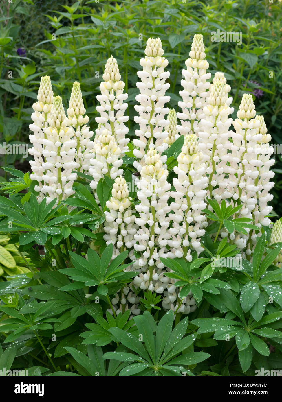 White Lupin flowers in Lincolnshire garden, England UK Stock Photo Alamy