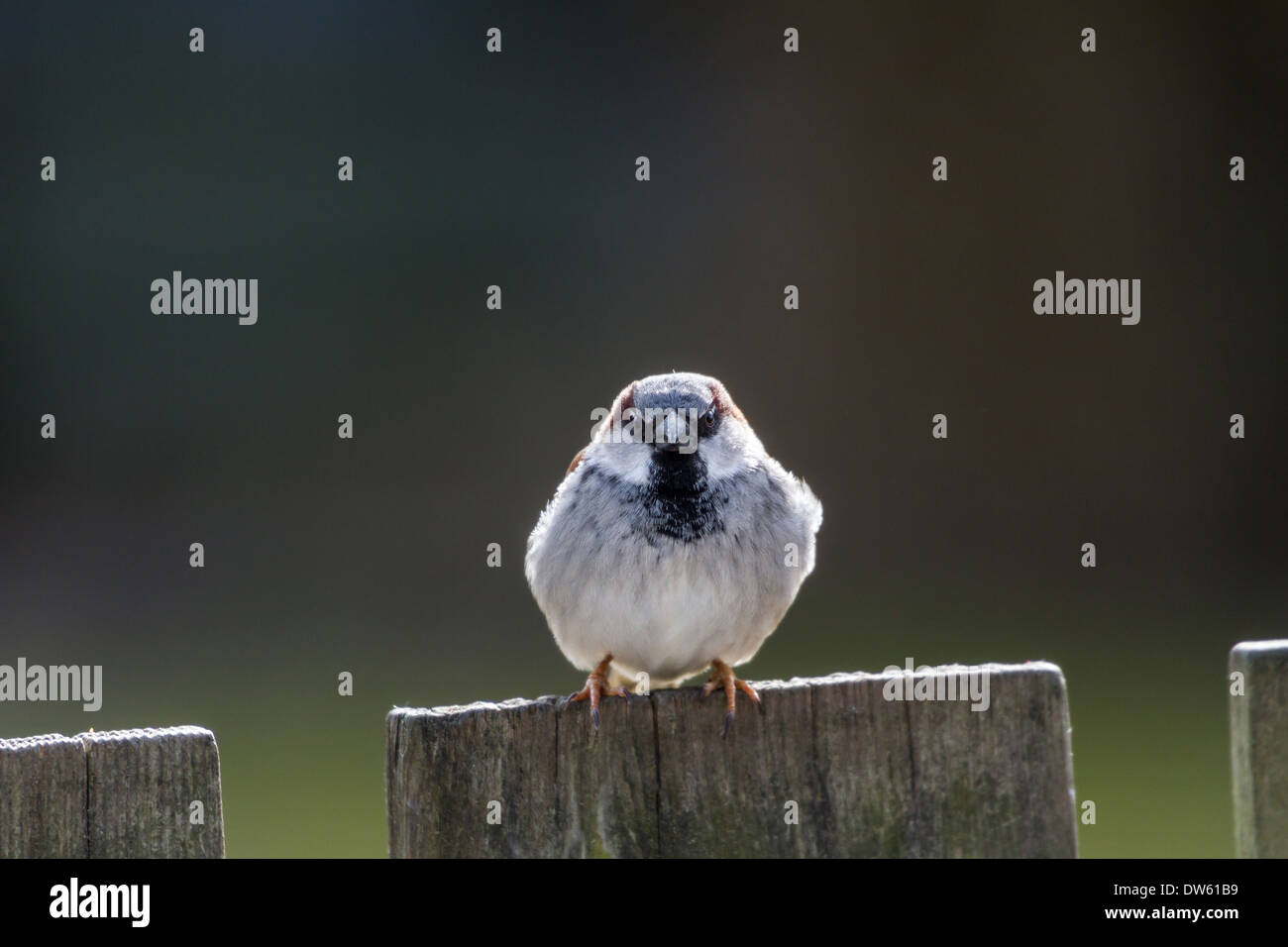 House Sparrow close up Stock Photo Alamy