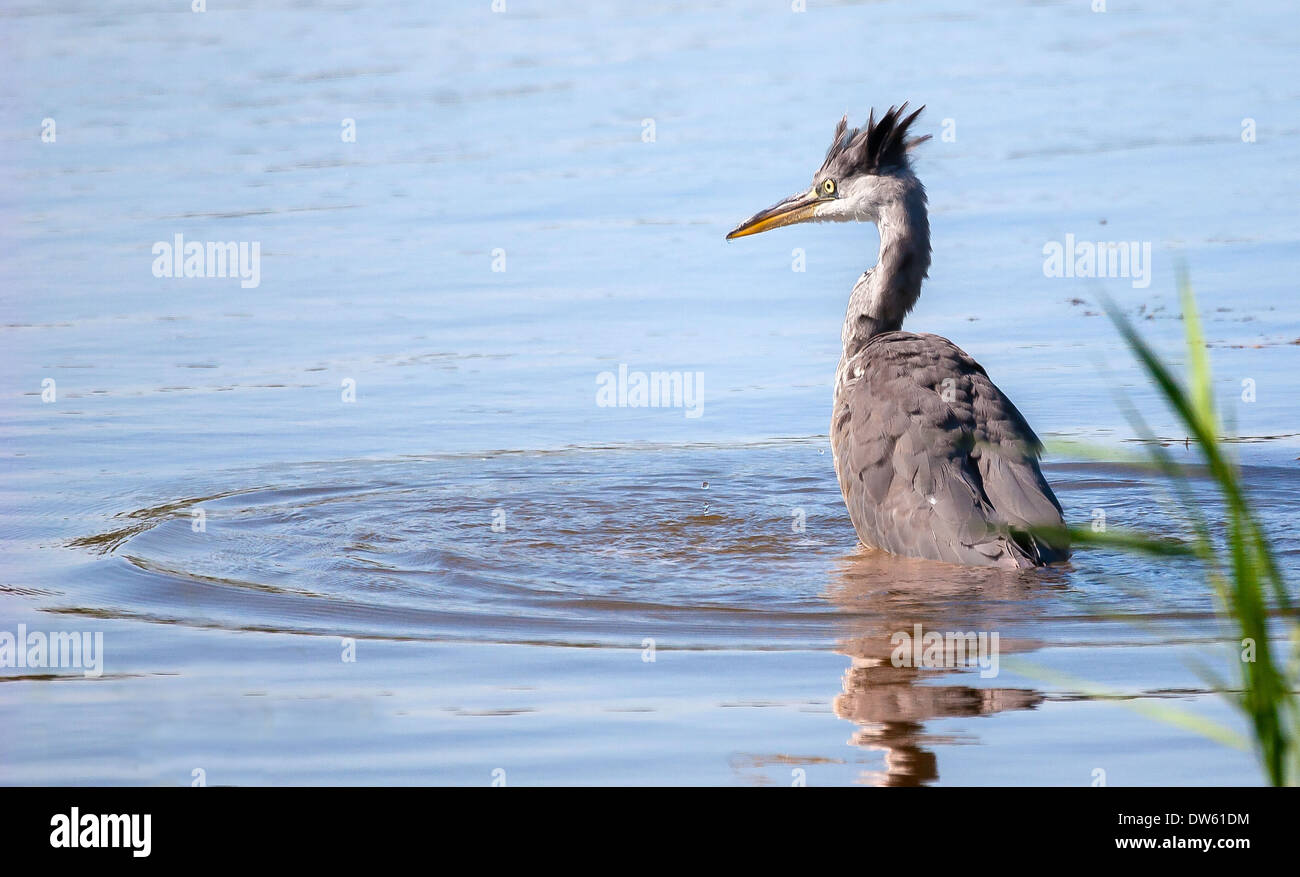 A Grey Heron looks bewildered as it lifts its head from the water without the fish it intended to catch - Kent UK Stock Photo