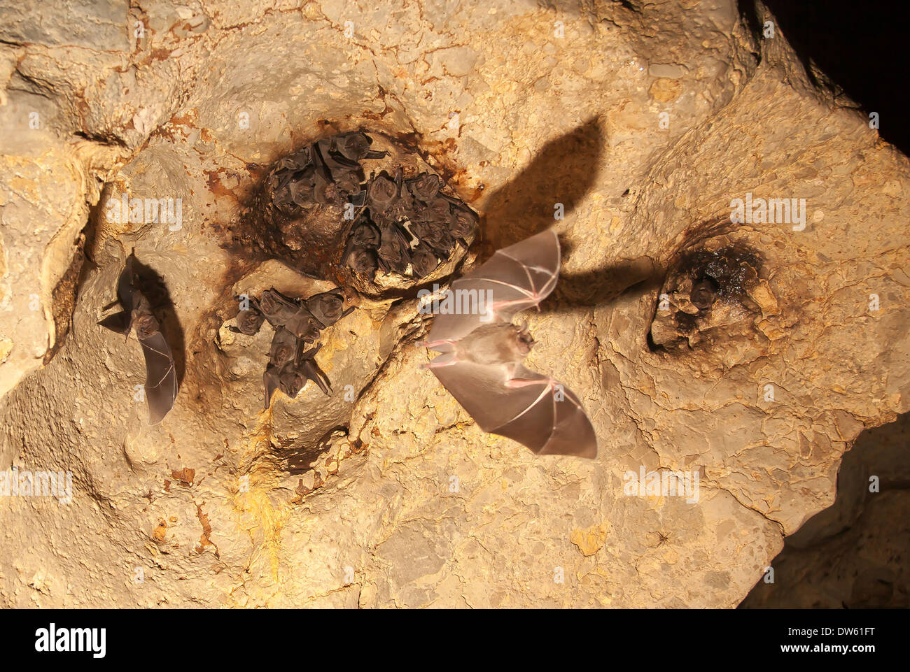 Bat cave in Belize with roosting bats and one in flight Stock Photo