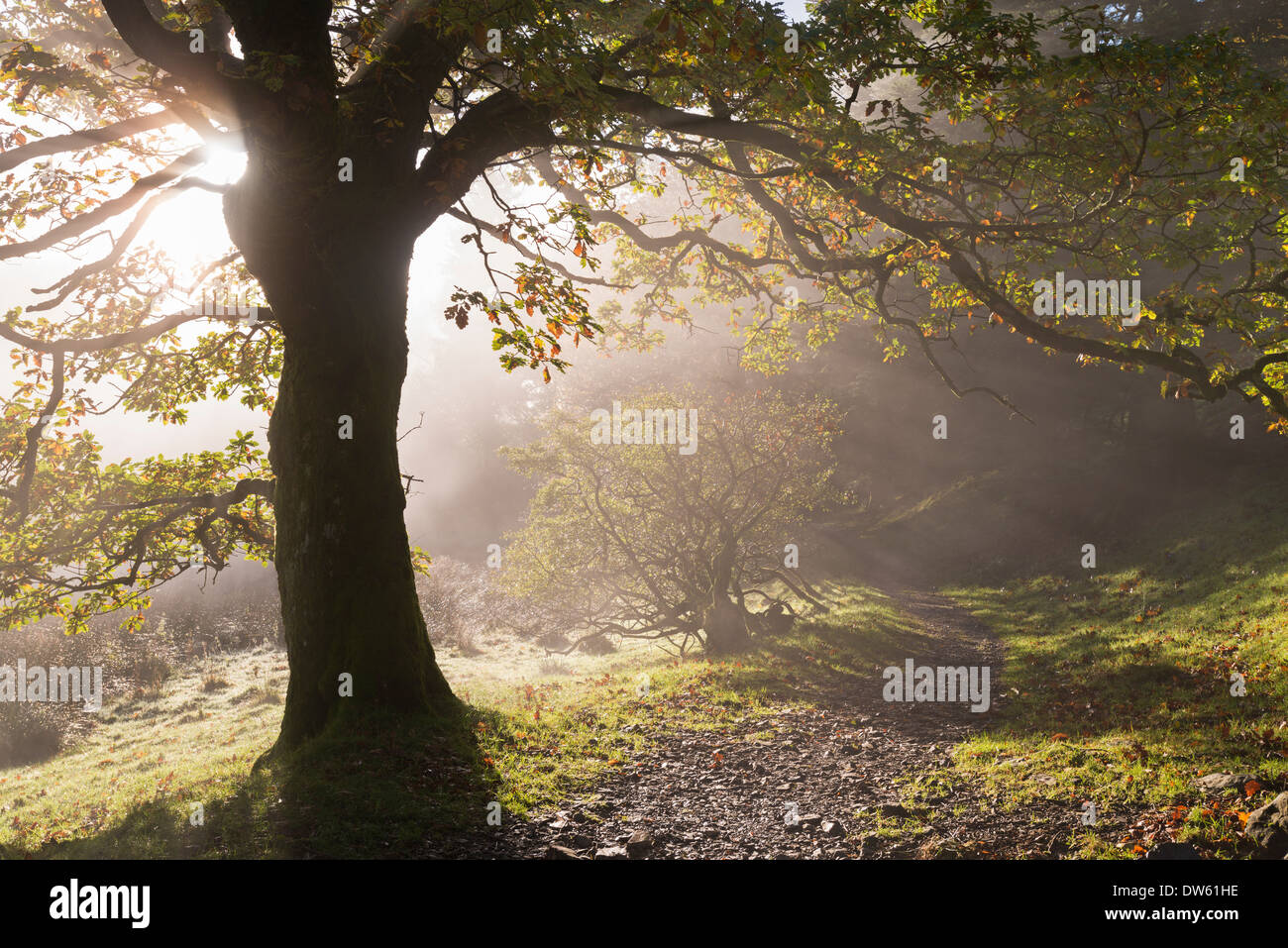 Winding Lake District footpath through Holme Wood, Loweswater, Cumbria, England. Autumn (November) 2013. Stock Photo