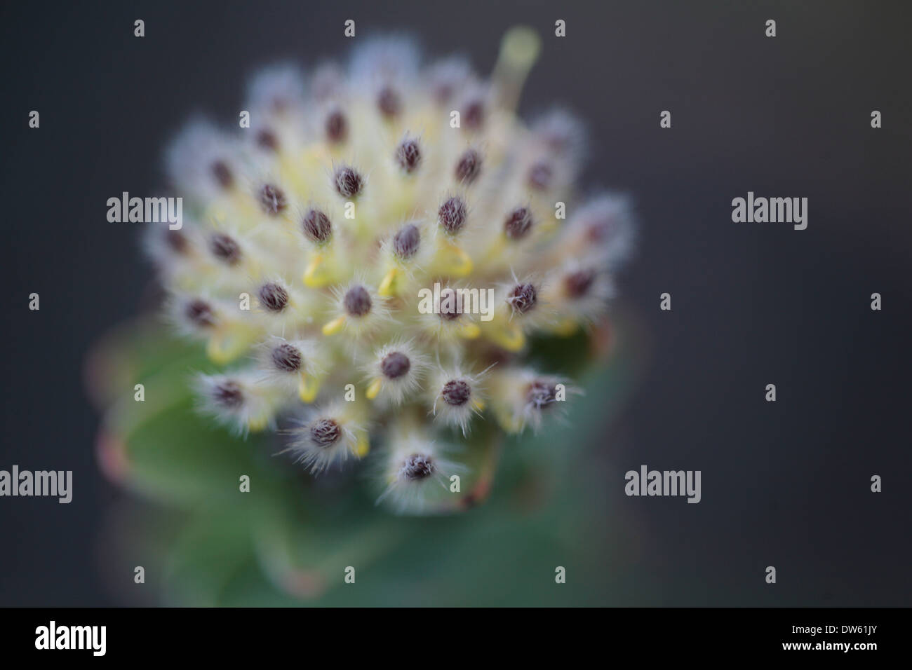 Close up of leucospermum flowers Stock Photo