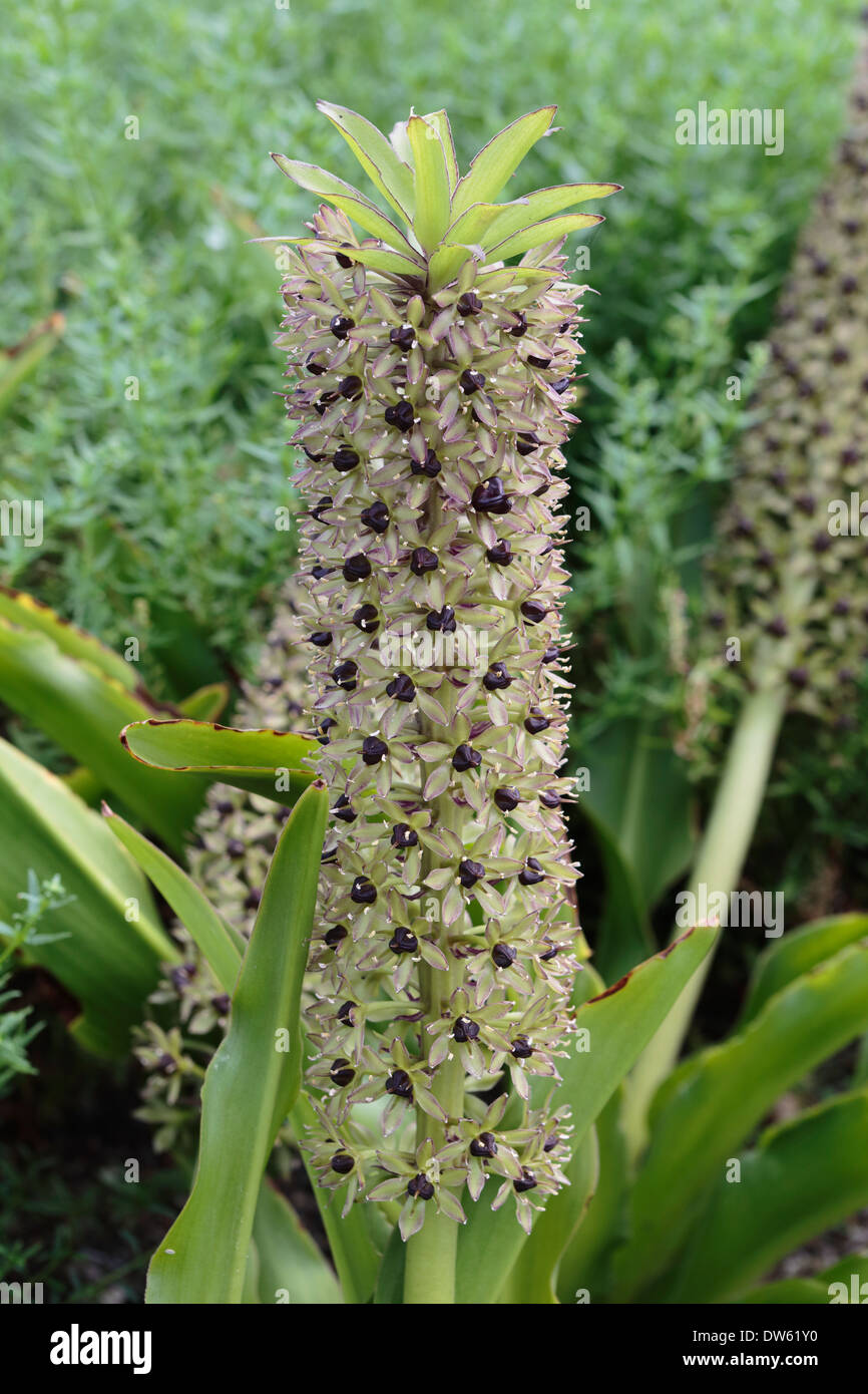 Variety of autumnalis (Pineapple Lily) in bloom, with purple