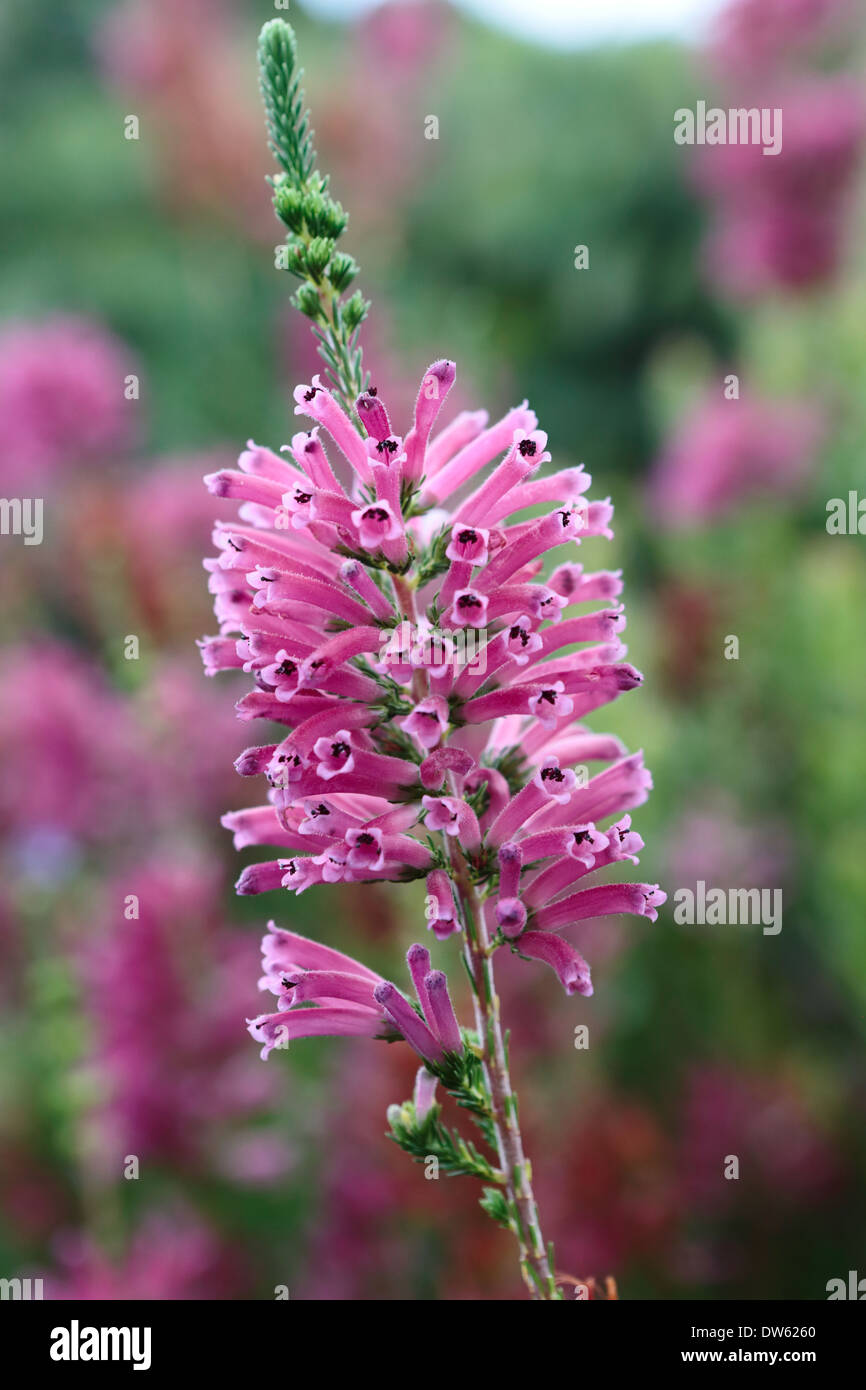 Erica verticillata in bloom, an erica species that is extinct in the wild  Stock Photo - Alamy