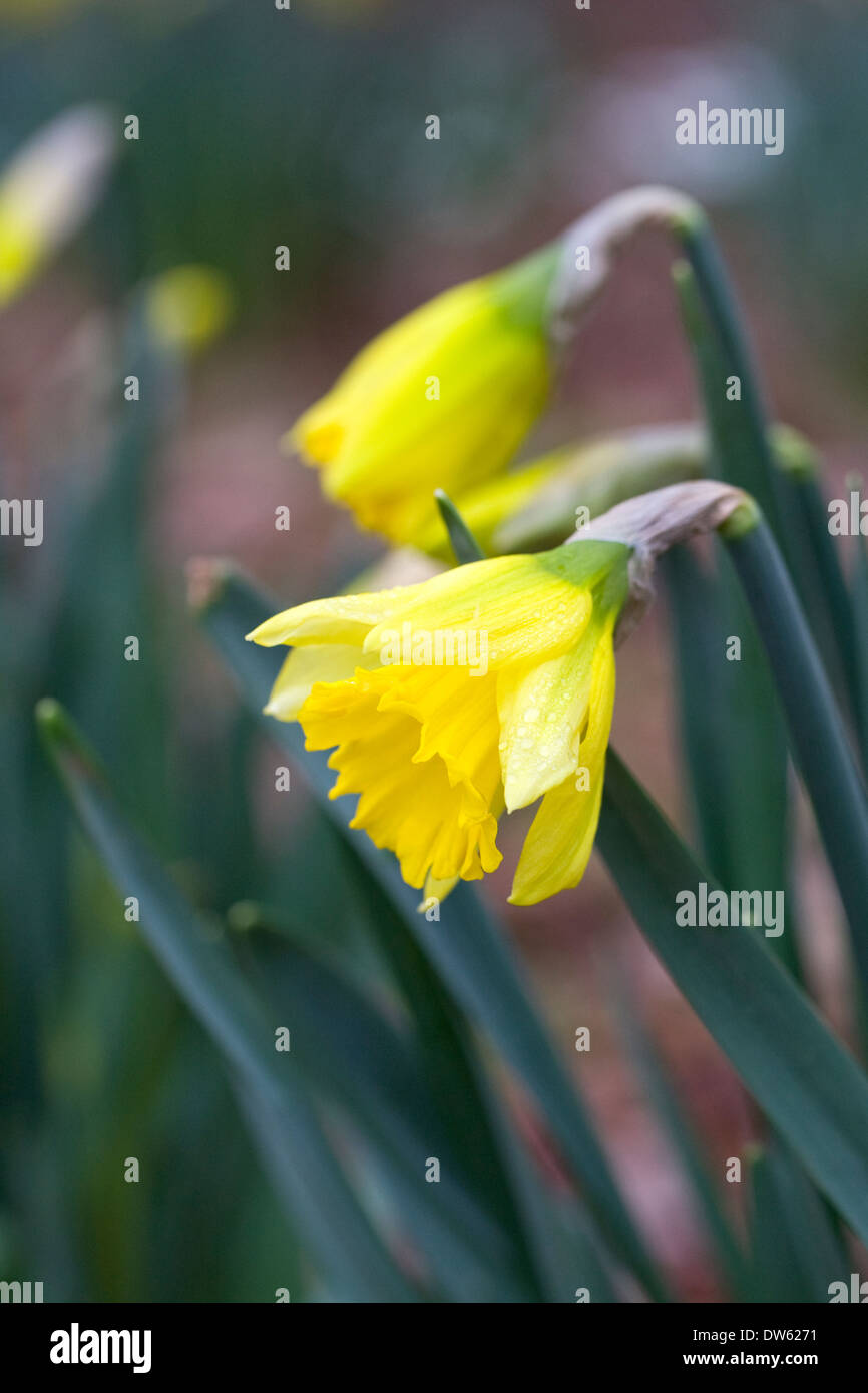 Early flowering Narcissus in an English garden Stock Photo Alamy