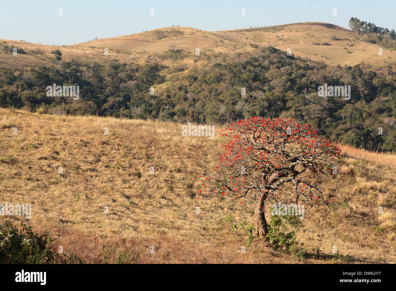 Coral tree (Erythrina) in bloom on an Eastern Cape hill Stock Photo