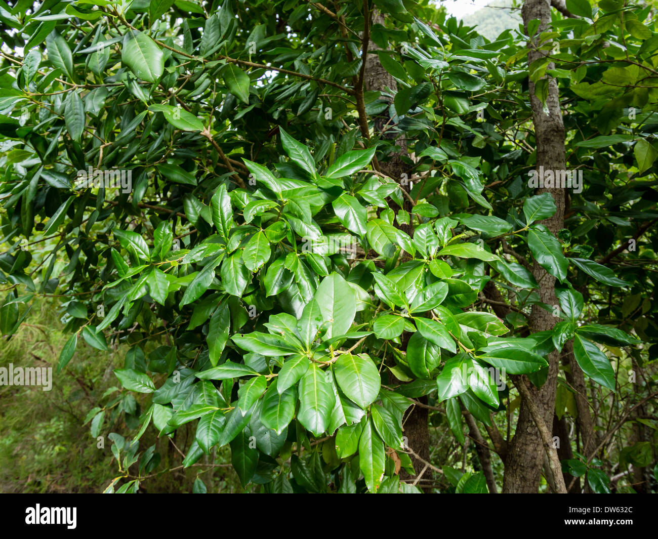 Laurel leaves grow in the laurel forest of Los Tiles / Los Tilos on the Canary Island of La Palma. Stock Photo