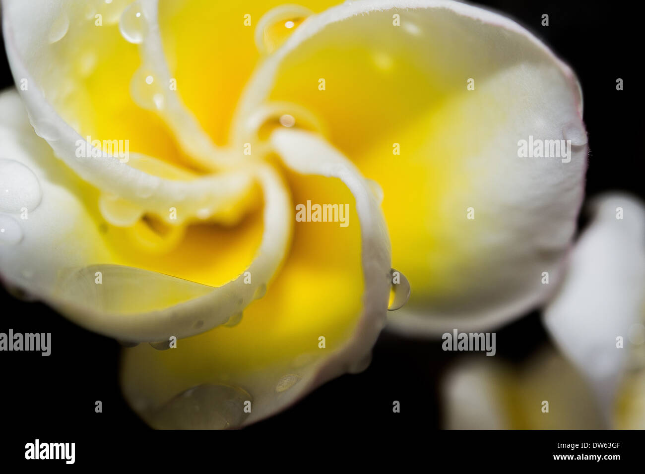 A closed-up shot of Frangipani flower. Stock Photo