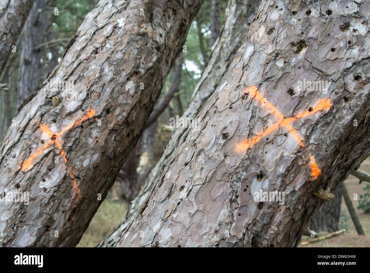 Pine trees, trunk marked for removal Stock Photo