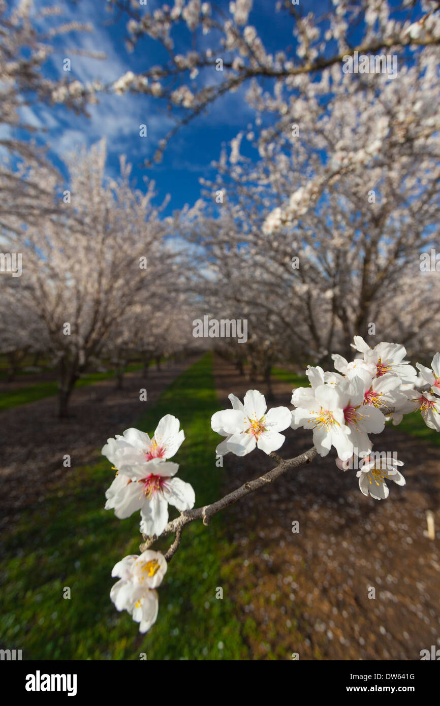 Almond orchards in full bloom in the Sacramento Valley of California
