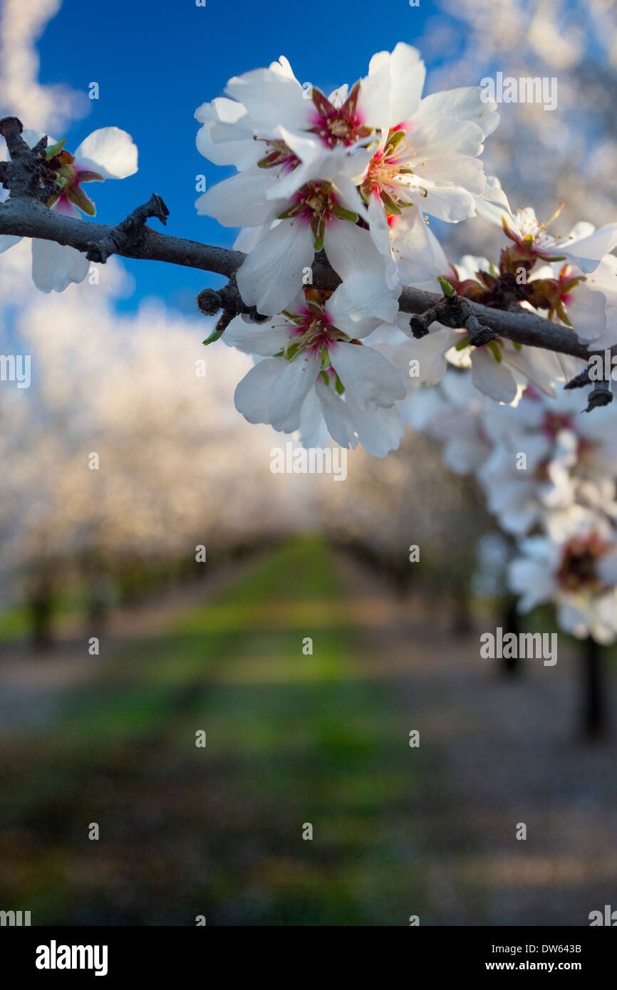 Almond orchards in full bloom in the Sacramento Valley of California