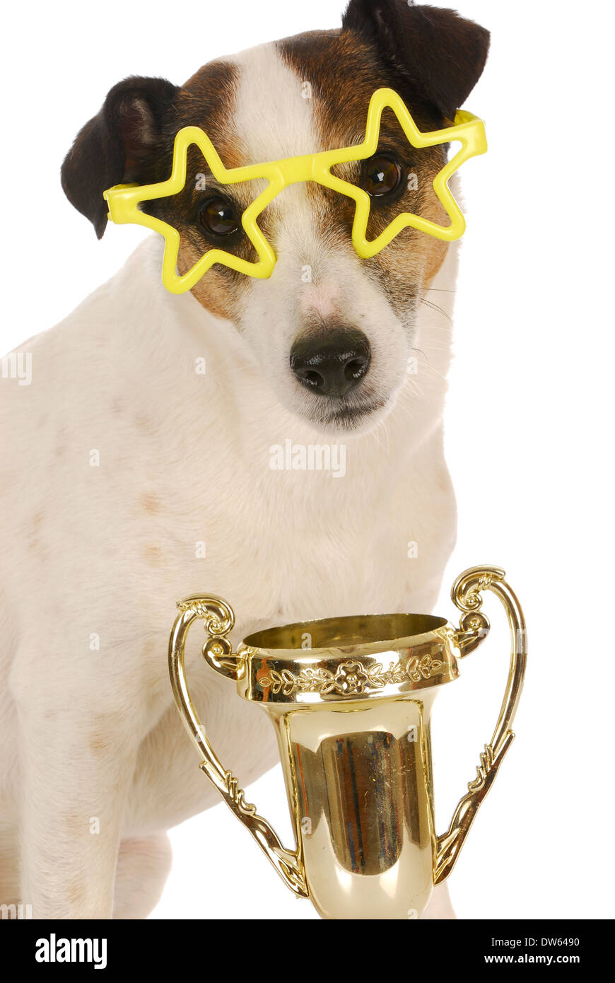 champion dog - jack russel terrier wearing star shaped glasses sitting with trophy Stock Photo