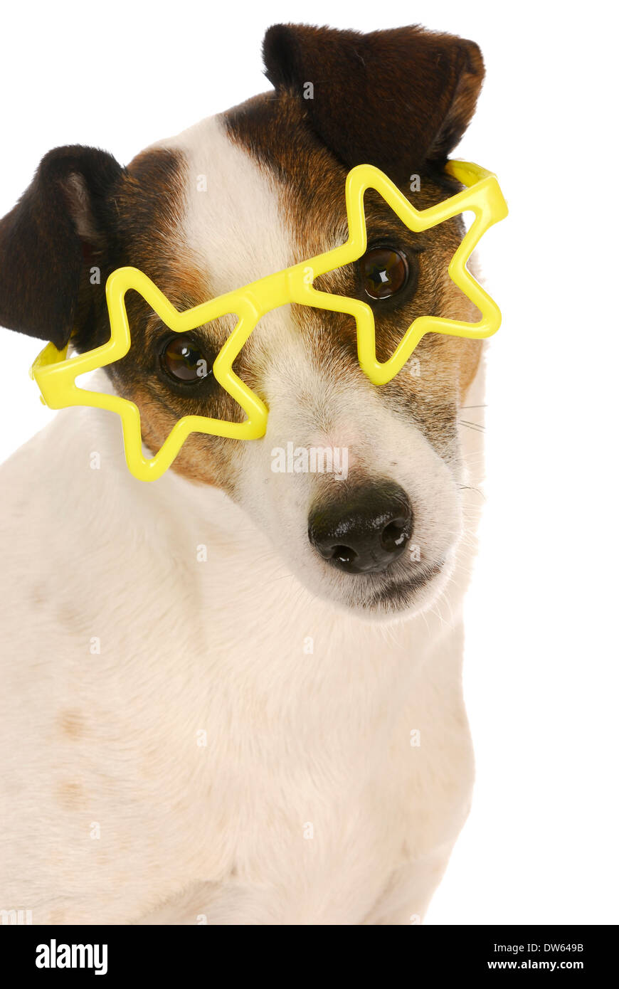 famous dog - jack russel terrier wearing yellow star shaped glasses on white background Stock Photo