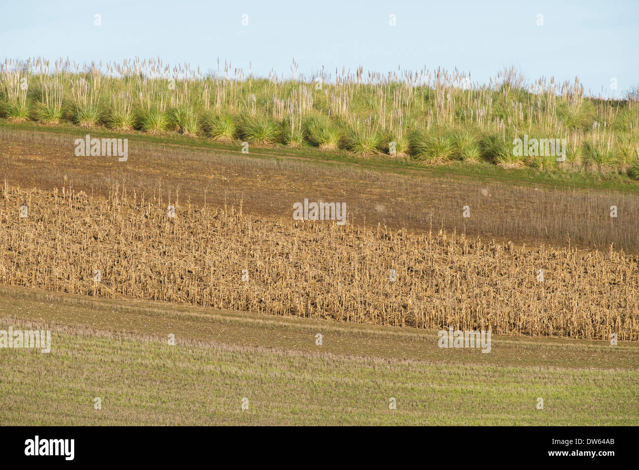 Farmland with maize game cover and Pampas grass for Grey Partidge cover. Norfolk, England January Stock Photo