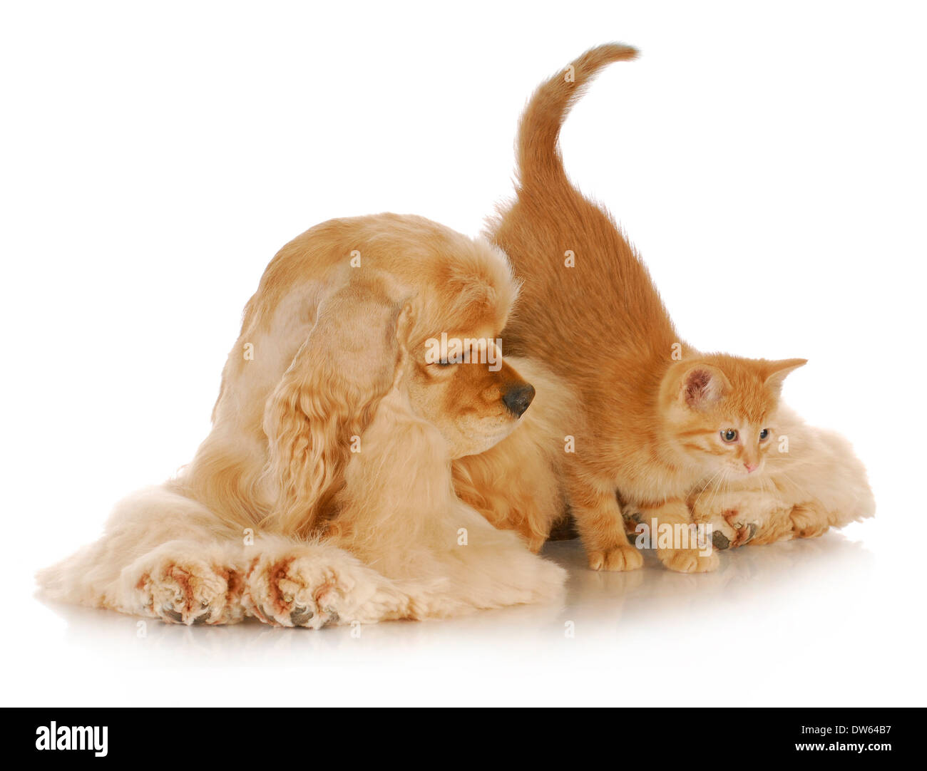 dog and cat - kitten jumping off american cocker spaniel on white background Stock Photo