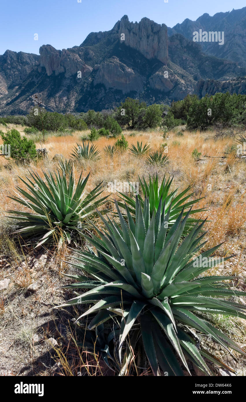Agave palmeri, Chiricahua Mountains, Southeastern Arizona Stock Photo