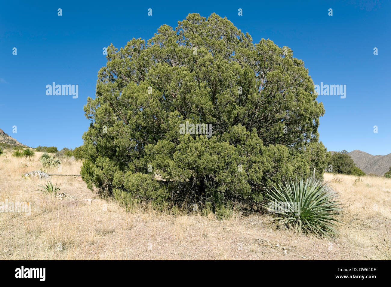 One-seed Juniper (Juniperus monosperma), Southeastern Arizona Stock Photo