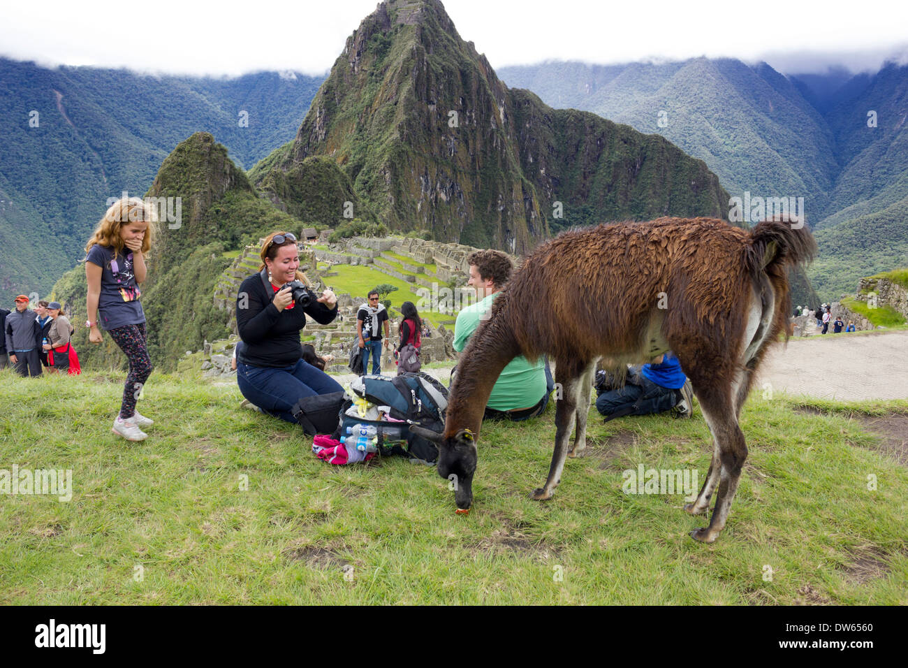 family feeding Llama at Machu Picchu, Peru Stock Photo