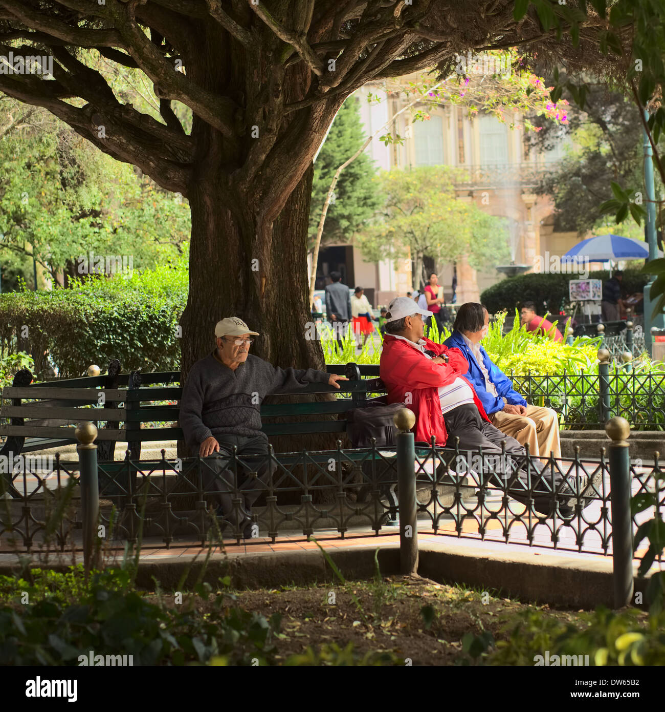 Elderly men sitting on benches underneath a big tree in the Parque Calderon in the city center of Cuenca in Ecuador Stock Photo