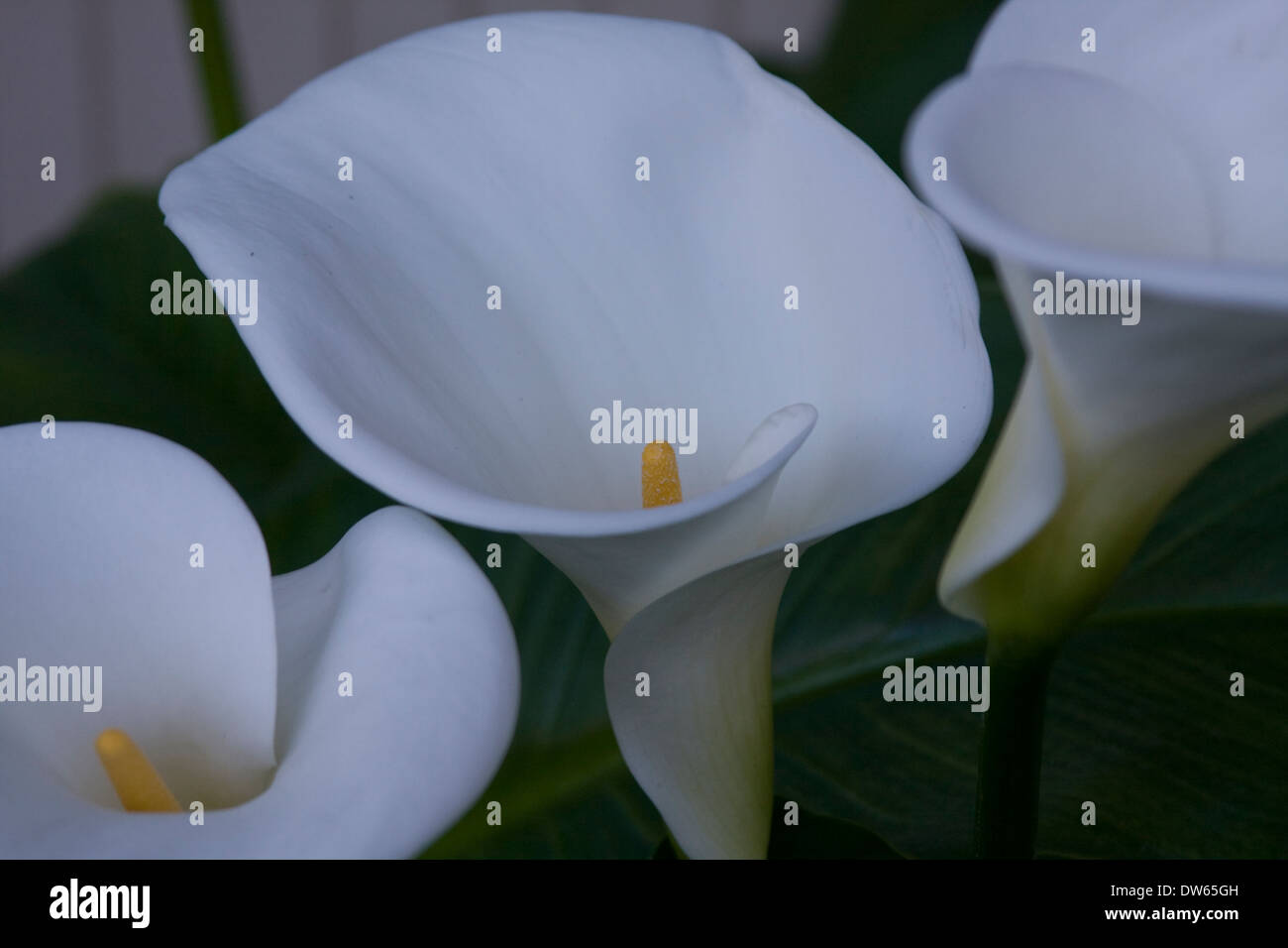 Calla Lilies growing wild Stock Photo Alamy